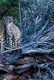 Cheetah Family & Me
