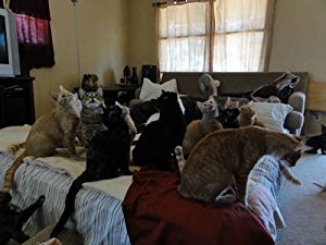 Confessions Animal Hoarding