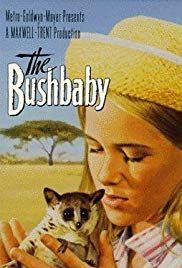 Das Buschbaby