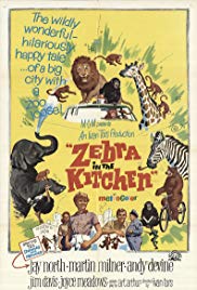 Ein Zebra in der Küche