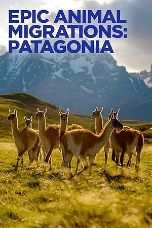 Epic Animal Migrations Patagonia