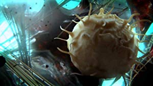 Secret Universe - The Hidden Life Of The Cell