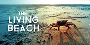 The Living Beach