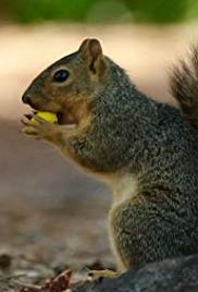The Super Squirrels