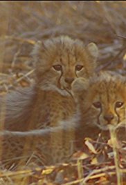 Wild Animal Reunions