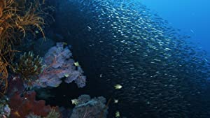 Wild Window Bejeweled Fishes
